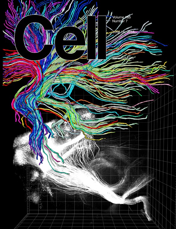 CELL_165_7.c1